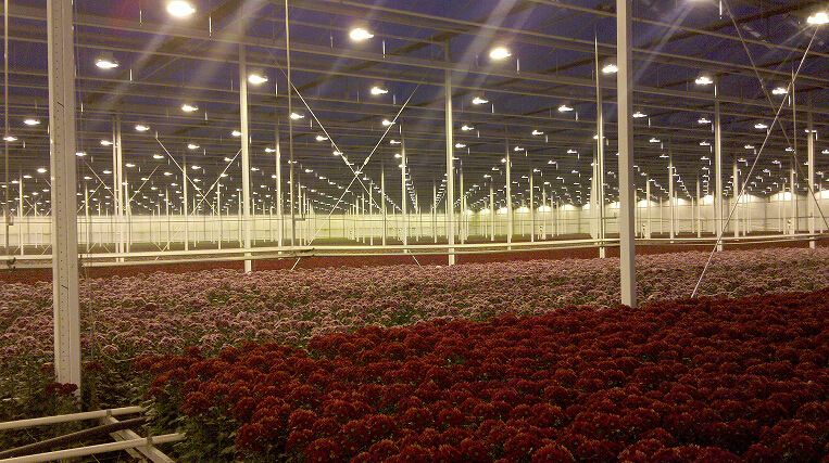 農作物補光小知識,選好光源很重要(圖1) 1-210923155221393.jpg